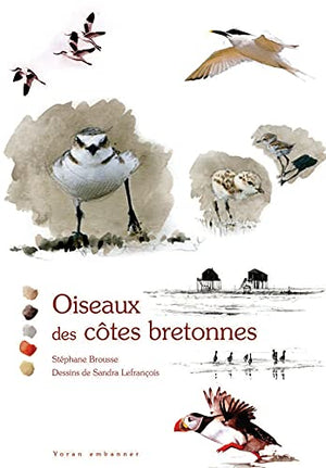 Oiseaux des côtes bretonnes