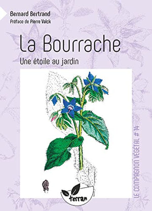 La Bourrache - Une étoile au jardin