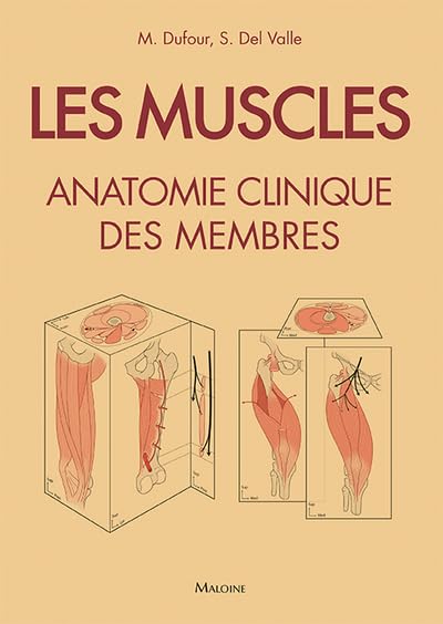 Les muscles : anatomie clinique des membres
