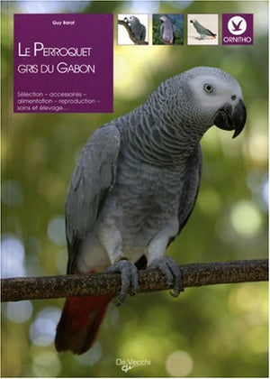 Le perroquet gris du Gabon