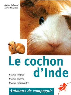 Le cochon d'Inde