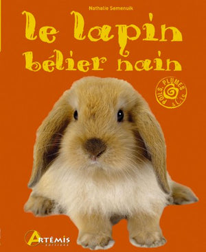 Lapin bélier