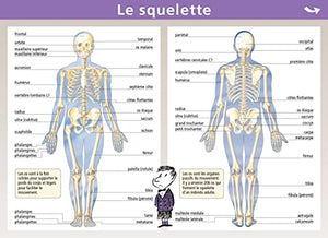 Squelette/Muscles