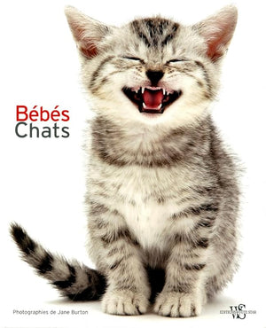 Bébés chats