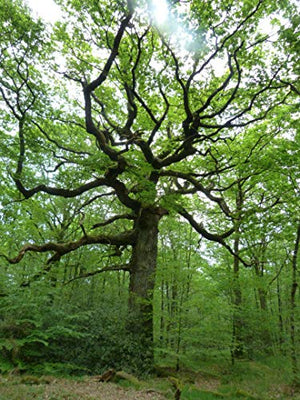 Balades nature en Brocéliande: Tome 1, De Paimpont à Beignon