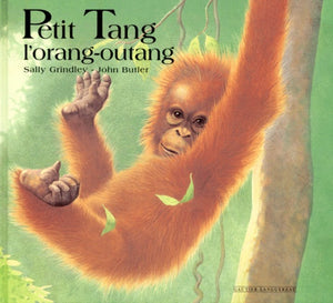 Petit Tang, l'orang-outang