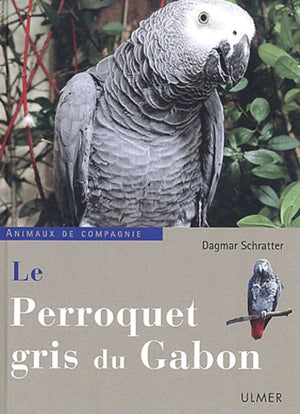 Le Perroquet gris du Gabon