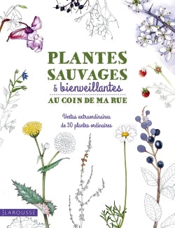 Plantes sauvages & bienveillantes au coin de ma rue