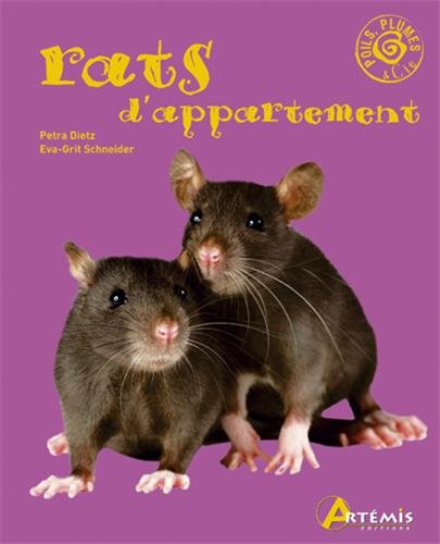 Rats d Appartement