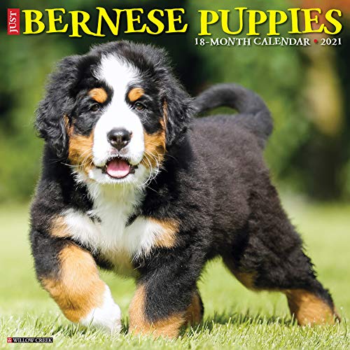 Just Bernese Mountain Puppies 2021 Calendar