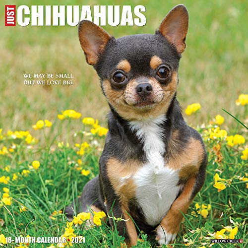 Just Chihuahuas 2021 Calendar