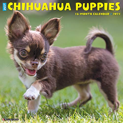 Just Chihuahua Puppies 2021 Calendar