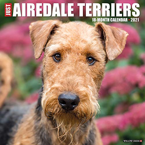 Just Airedale Terriers 2021 Calendar