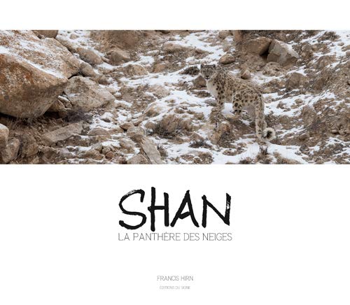 Shan Panthère Des Neiges