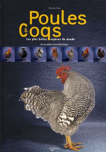 Poules et coq