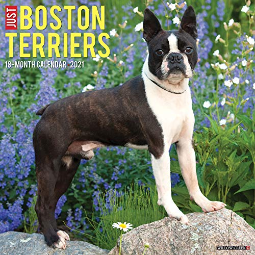 Just Boston Terriers 2021 Calendar