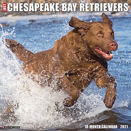 Just Chesapeake Bay Retrievers 2021 Calendar